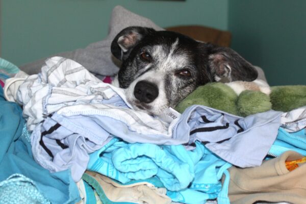 Dog Laundry_MF 06.03.13